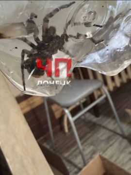 В Кировском районе Донецка пойман тарантул