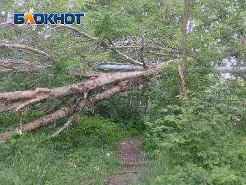 Год лежит у школы: на Бирюзова не убирают упавшее дерево