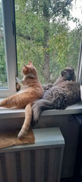 Продолжаем рубрику #донецкийкот