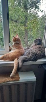 Продолжаем рубрику #донецкийкот