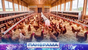 От курицы до прилавка: 250 тысяч яиц в день — такой результат работы донецкой птицефабрики