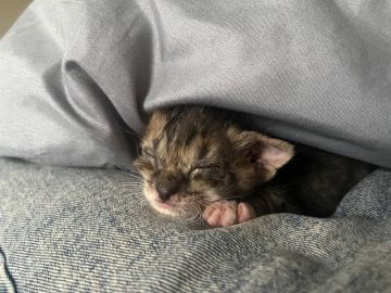 ���� ���������: ������!. ��������� �������������� �������� ������ ������� �����