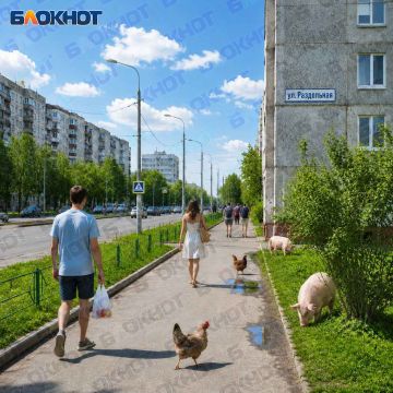 Сообщают, что на Раздольной в Пролетарском районе Донецка пасутся свинки и курочки