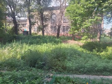 Амброзия по пояс и аварийный тополь: жители Куприна, 62 просят привести двор в порядок