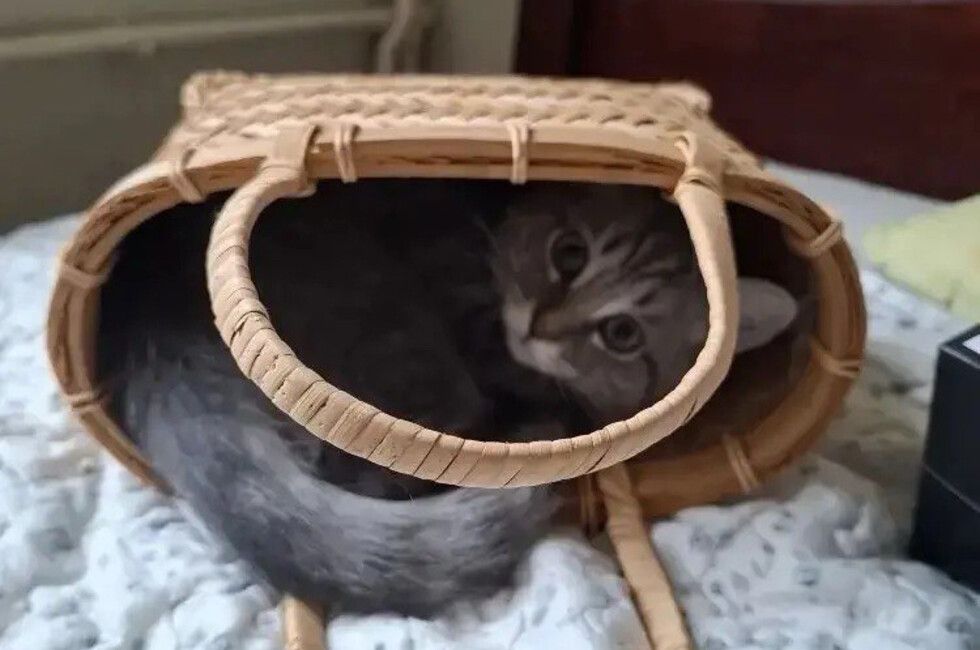 Донецкий котенок скоро начнет покорять сцену театра Куклачева