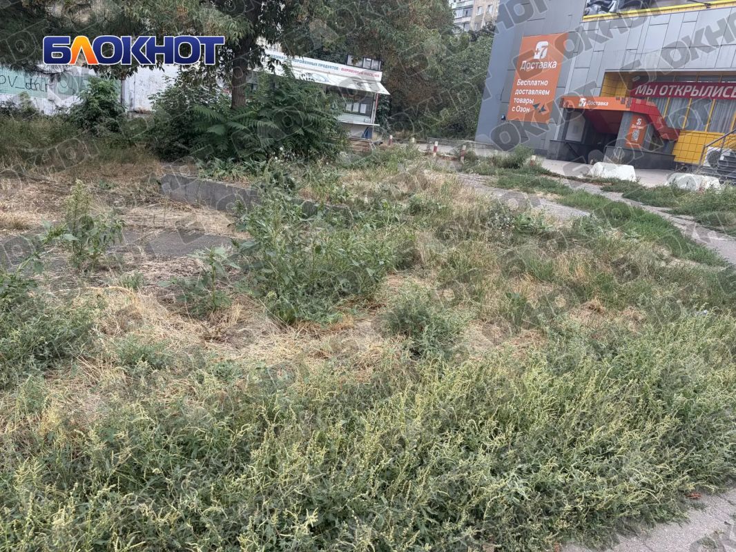 Амброзия по пояс: жители центра Донецка жалуются на заросли опасного сорняка