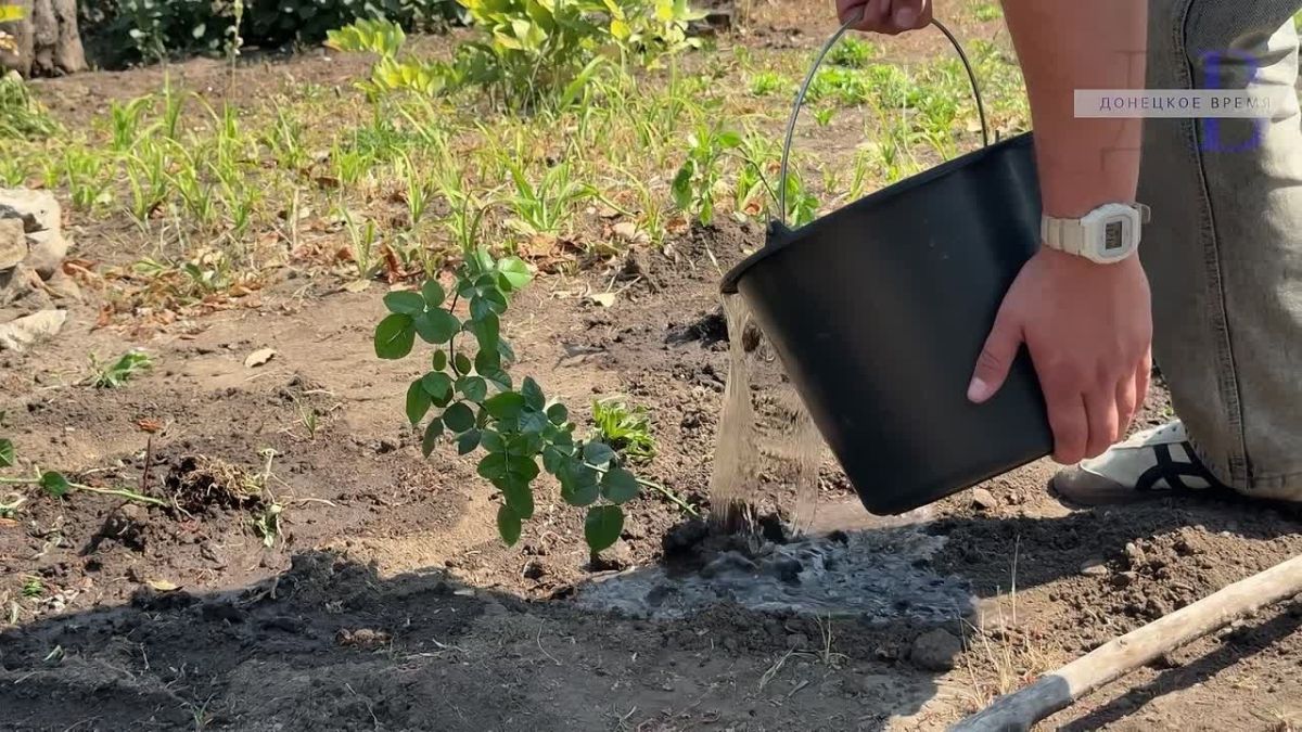 В благодарность за вклад в развитие кино: студенты высадили розы у памятника Ханжонкову в Макеевке