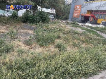 Амброзия по пояс: жители центра Донецка жалуются на заросли опасного сорняка