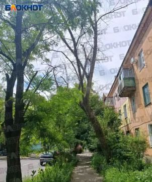 Аварийное дерево вот-вот рухнет на пешеходную дорожку и провода в Куйбышевском районе Донецка