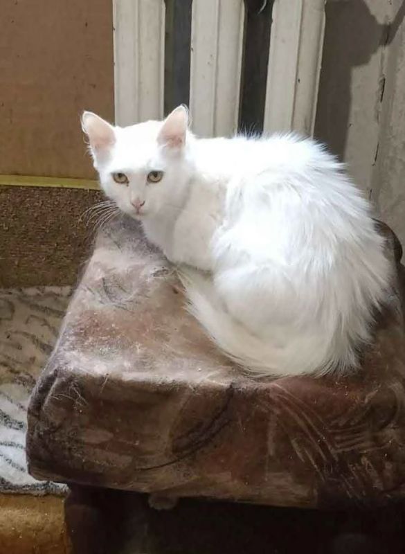 На Широком в Донецке в хорошие руки отдают грустную кошечку-мышеловочку