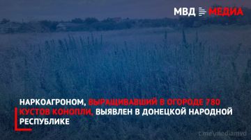 Наркоагроном, выращивавший в огороде 780 кустов конопли, выявлен в Донецкой Народной Республике