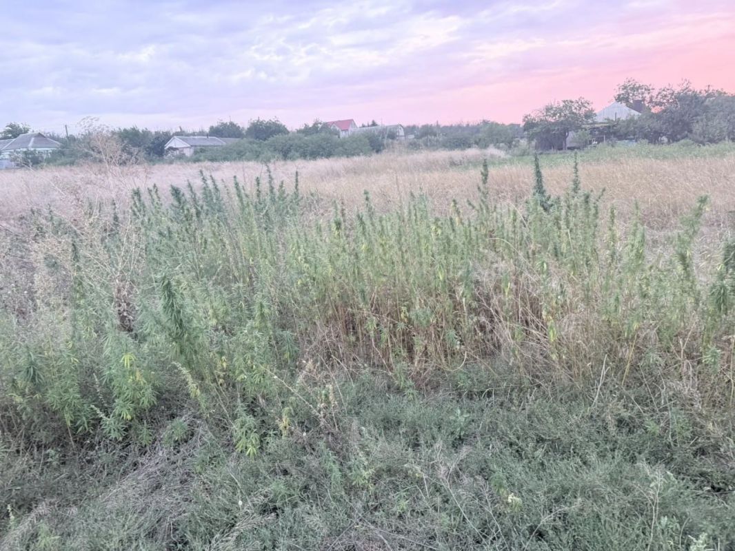Наркоагроном, выращивавший в огороде 780 кустов конопли, выявлен в Донецкой Народной Республике