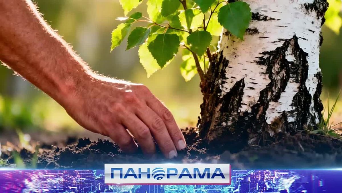 Одно дерево — одна ценность! В Донецке заложили аллею памяти из 50 берёз ко Дню воссоединения с РФ