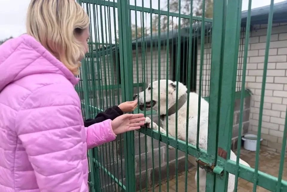 «Хвостики начали мерзнуть»: Приюту для бездомных животных «Пиф» в Донецке нужна помощь для отопления вольеров